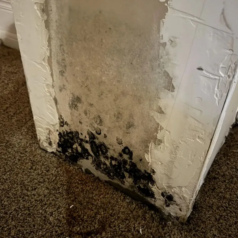 Professional Mold Removal in Marshall County, KS